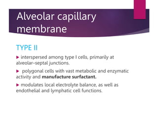 Alveolar capillary
membrane
TYPE II
 interspersed among type I cells, primarily at
alveolar–septal junctions.
 polygonal cells with vast metabolic and enzymatic
activity and manufacture surfactant.
 modulates local electrolyte balance, as well as
endothelial and lymphatic cell functions.
 