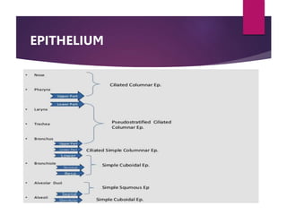 EPITHELIUM
 