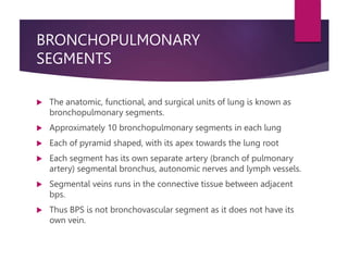 BRONCHOPULMONARY
SEGMENTS
 The anatomic, functional, and surgical units of lung is known as
bronchopulmonary segments.
 Approximately 10 bronchopulmonary segments in each lung
 Each of pyramid shaped, with its apex towards the lung root
 Each segment has its own separate artery (branch of pulmonary
artery) segmental bronchus, autonomic nerves and lymph vessels.
 Segmental veins runs in the connective tissue between adjacent
bps.
 Thus BPS is not bronchovascular segment as it does not have its
own vein.
 