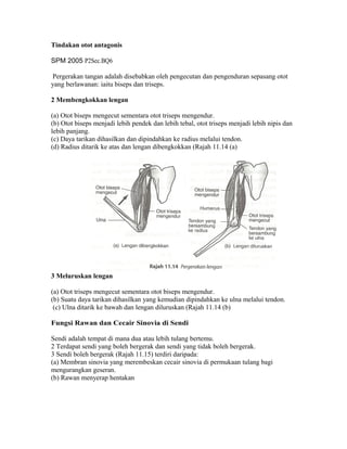 Tindakan otot antagonis

SPM 2005 P2Sec.BQ6

Pergerakan tangan adalah disebabkan oleh pengecutan dan pengenduran sepasang otot
yang berlawanan: iaitu biseps dan triseps.

2 Membengkokkan lengan

(a) Otot biseps mengecut sementara otot triseps mengendur.
(b) Otot biseps menjadi lebih pendek dan lebih tebal, otot triseps menjadi lebih nipis dan
lebih panjang.
(c) Daya tarikan dihasilkan dan dipindahkan ke radius melalui tendon.
(d) Radius ditarik ke atas dan lengan dibengkokkan (Rajah 11.14 (a)




3 Meluruskan lengan

(a) Otot triseps mengecut sementara otot biseps mengendur.
(b) Suatu daya tarikan dihasilkan yang kemudian dipindahkan ke ulna melalui tendon.
 (c) Ulna ditarik ke bawah dan lengan diluruskan (Rajah 11.14 (b)

Fungsi Rawan dan Cecair Sinovia di Sendi

Sendi adalah tempat di mana dua atau lebih tulang bertemu.
2 Terdapat sendi yang boleh bergerak dan sendi yang tidak boleh bergerak.
3 Sendi boleh bergerak (Rajah 11.15) terdiri daripada:
(a) Membran sinovia yang merembeskan cecair sinovia di permukaan tulang bagi
mengurangkan geseran.
(b) Rawan menyerap hentakan
 