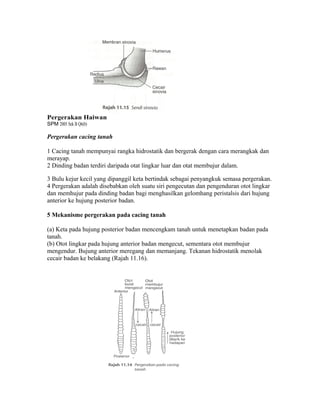 Pergerakan Haiwan
SPM 2005 Sek B Q6(b)

Pergerakan cacing tanah

1 Cacing tanah mempunyai rangka hidrostatik dan bergerak dengan cara merangkak dan
merayap.
2 Dinding badan terdiri daripada otat lingkar luar dan otat membujur dalam.

3 Bulu kejur kecil yang dipanggil keta bertindak sebagai penyangkuk semasa pergerakan.
4 Pergerakan adalah disebabkan oleh suatu siri pengecutan dan pengenduran otot lingkar
dan memhujur pada dinding badan bagi menghasilkan gelomhang peristalsis dari hujung
anterior ke hujung posterior badan.

5 Mekanisme pergerakan pada cacing tanah

(a) Keta pada hujung posterior badan mencengkam tanah untuk menetapkan badan pada
tanah.
(b) Otot lingkar pada hujung anterior badan mengecut, sementara otot membujur
mengendur. Bujung anterior meregang dan memanjang. Tekanan hidrostatik menolak
cecair badan ke belakang (Rajah 11.16).
 