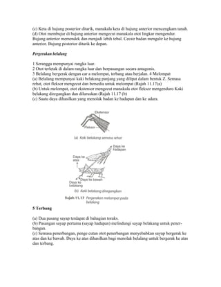 (c) Keta di hujung posterior ditarik, manakala keta di hujung anterior mencengkam tanah.
(d) Otot membujur di hujung anterior mengecut manakala otot lingkar mengendur.
Bujung anterior memendek dan menjadi lebih tebal. Cecair badan mengalir ke hujung
anterior. Bujung posterior ditarik ke depan.

Pergerakan belalang

1 Serangga mempunyai rangka luar.
2 Otot terletak di dalam rangka luar dan berpasangan secara antagonis.
3 Belalang bergerak dengan car a melompat, terbang atau berjalan. 4 Melompat
(a) Belalang mempunyai kaki belakang panjang yang dilipat dalam bentuk Z. Semasa
rehat, otot fleksor mengecut dan bersedia untuk melompat (Rajah 11.17(a)
(b) Untuk melompat, otot ekstensor mengecut manakala otot fleksor mengenduro Kaki
belakang diregangkan dan diluruskan (Rajah 11.17 (b)
(c) Suatu daya dihasilkan yang menolak badan ke hadapan dan ke udara.




5 Terbang

(a) Dua pasang sayap terdapat di bahagian toraks.
(b) Pasangan sayap pertama (sayap hadapan) melindungi sayap belakang untuk pener-
bangan.
(c) Semasa penerbangan, penge cutan otot penerbangan menyebabkan sayap bergerak ke
atas dan ke bawah. Daya ke atas dihasilkan bagi menolak belalang untuk bergerak ke atas
dan terbang.
 
