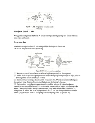 6 Berjalan (Rajah 11.18)

Menggunakan tiga kaki bertanda X untuk sokongan dan tiga yang lain untuk menarik
atau menolak badan.

Pergerakan ikan

1 Ikan berenang di dalam air dan menghadapi rintangan di dalam air.
2 Ciri-ciri penyesuaian untuk berenang.




(a) Ikan mempunyai badan berbentuk larus bagi mengurangkan rintangan air.
(b) Badan ikan diliputi sisik yang tersusun ke belakang bagi mengurangkan daya geseran
    (rintangan) di dalam air (Rajah 11.19).
(c) lkan mempunyai rangka daIam untuk pelekatan otot. Otot disusun dalam bongkah
bersegmen yang dipanggil miotom di kedua-dua sisi tulang belakang.
(d) Otot miotom bertindak secara antagonis. Apabila miotom di bahagian kanan
mengecut, miotom di bahagian kiri mengendur, menyebabkan badan membengkok ke
kanan (arah pengecutan). Pengecutan miotom yang berselang sell ke kanan dan kiri
menyebabkan badan dan ekor mengibas dari sisi ke sisi. lni menghasilkan tujahan ke
depan yang menolak ikan ke hadapan pada laluan yang lurus (Rajah 11.20).
 