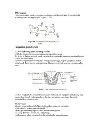 4 Merangkak
Untuk merangkak, katak memanjangkan dan menarik kembali kaki depan dan kaki
belakangnya secara bergilir-gilir (Rajah 11.22).




Pergerakan pada burung
1 Adaptasi burung untuk terbang adalah:
(a) Badan larus untuk mengurangkan rintangan dalam udara
(b) Sayap berbentuk aerofoil untuk menghasilkan tujahan ke atas untuk menolak burung
ke atas dan ke hadapan
(c) Badan ringan kerana mempunyai tulangyang berongga, kepala yang kecil, badan
tanpa lemak dan organ berpasangan yang dikurangkan kepada satu bagi mengurangkan
berat




(d) Bulu pelepah kalis air dan tersusun secara bertindih dan mengarah ke belakang bagi
memberikan bentuk badan yang larus dan luas permukaan yang besar dan untuk
menambahkan tujahan ke atas

2 Penerbangan
Kibasan sayap adalah disebabkan oleh tindakan antagonis otot dada.
(a) Gerakan ke bawah sayap (Rajah 11.23)
(i) Otot pektoralis major pada kedua-dua sayap mengecut.
(ii) Sayap ditarik ke bawah dan ke belakang.
(iii) Rintangan udara menghasilkan daya tujahan ke atas pada sayap.
 