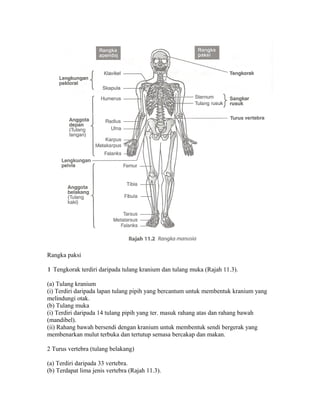 Rangka paksi

1 Tengkorak terdiri daripada tulang kranium dan tulang muka (Rajah 11.3).

(a) Tulang kranium
(i) Terdiri daripada lapan tulang pipih yang bercantum untuk membentuk kranium yang
melindungi otak.
(b) Tulang muka
(i) Terdiri daripada 14 tulang pipih yang ter. masuk rahang atas dan rahang bawah
(mandibel).
(ii) Rahang bawah bersendi dengan kranium untuk membentuk sendi bergerak yang
membenarkan mulut terbuka dan tertutup semasa bercakap dan makan.

2 Turus vertebra (tulang belakang)

(a) Terdiri daripada 33 vertebra.
(b) Terdapat lima jenis vertebra (Rajah 11.3).
 