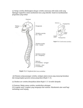(c) Setiap vertebra dihubungkan dengan vertebra seterusnya oleh muka sendi yang
dipanggil zigapofisis untuk membentuk turus yang tleksibel. Sendi ini membenarkan
pergerakan yang terhad




 (d) Diantara setiap pasangan vertebra, terdapat cakera rawan yang menyerap hentakan
dan mengurangkan geseran semasa pergerakan (Rajah 11.4).

(e) Struktur am vertebra ditunjukkan dalam Rajah 11.5. Ia terdiri daripada:

(i) Sentrum: Badan utama vertebra, memberikan sokongan
(ii) Lengkuk saraf: Lengkuk yang mengunjur dari sentrum. Membentuk salur saraf bagi
melindungi saraf tunjang
 