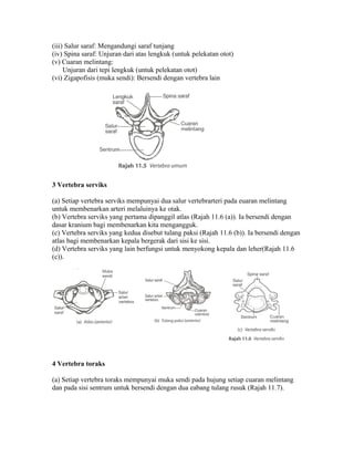 (iii) Salur saraf: Mengandungi saraf tunjang
(iv) Spina saraf: Unjuran dari atas lengkuk (untuk pelekatan otot)
(v) Cuaran melintang:
     Unjuran dari tepi lengkuk (untuk pelekatan otot)
(vi) Zigapofisis (muka sendi): Bersendi dengan vertebra lain




3 Vertebra serviks

(a) Setiap vertebra serviks mempunyai dua salur vertebrarteri pada euaran melintang
untuk membenarkan arteri melaluinya ke otak.
(b) Vertebra serviks yang pertama dipanggil atlas (Rajah 11.6 (a)). Ia bersendi dengan
dasar kranium bagi membenarkan kita mengangguk.
(c) Vertebra serviks yang kedua disebut tulang paksi (Rajah 11.6 (b)). Ia bersendi dengan
atlas bagi membenarkan kepala bergerak dari sisi ke sisi.
(d) Vertebra serviks yang lain berfungsi untuk menyokong kepala dan leher(Rajah 11.6
(c)).




4 Vertebra toraks

(a) Setiap vertebra toraks mempunyai muka sendi pada hujung setiap cuaran melintang
dan pada sisi sentrum untuk bersendi dengan dua eabang tulang rusuk (Rajah 11.7).
 
