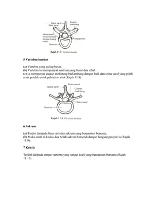 5 Vertebra lumbar

(a) Vertebra yang paling besar.
(b) Vertebra ini mempunyai sentrum yang besar dan tebal.
(c) Ia mempunyai euaran melintang berkembang dengan baik dan spina saraf yang pipih
serta pendek untuk pelekatan otot (Rajah 11.8)




6 Sakrum

(a) Terdiri daripada lima vertebra sakrum yang bereantum bersama.
(b) Muka sendi di kedua-dua belah sakrum bersendi dengan lengkungan pelvis (Rajah
11.9).

7 Koksik

Terdiri daripada empat vertebra yang sangat kecil yang bercantum bersama (Rajah
11.10).
 