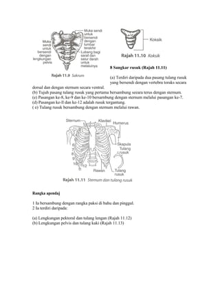 8 Sangkar rusuk (Rajah 11.11)

                                           (a) Terdiri daripada dua pasang tulang rusuk
                                           yang bersendi dengan vertebra toraks secara
dorsal dan dengan sternum secara ventral.
(b) Tujuh pasang tulang rusuk yang pertama bersambung seeara terus dengan sternum.
(e) Pasangan ke-8, ke-9 dan ke-10 bersarnbung dengan sternum melalui pasangan ke-7.
(d) Pasangan ke-ll dan ke-12 adalah rusuk tergantung.
( e) Tulang rusuk bersambung dengan sternum melalui rawan.




Rangka apendaj

1 Ia bersambung dengan rangka paksi di bahu dan pinggul.
2 Ia terdiri daripada:

(a) Lengkungan pektoral dan tulang lengan (Rajah 11.12)
(b) Lengkungan pelvis dan tulang kaki (Rajah 11.13)
 