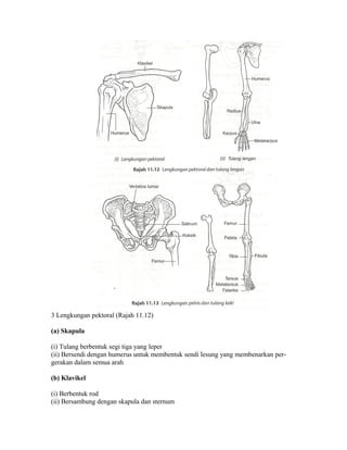 3 Lengkungan pektoral (Rajah 11.12)

(a) Skapula

(i) Tulang berbentuk segi tiga yang leper
(ii) Bersendi dengan humerus untuk membentuk sendi lesung yang membenarkan per-
gerakan dalam semua arah

(b) Klavikel

(i) Berbentuk rod
(ii) Bersambung dengan skapula dan sternum
 