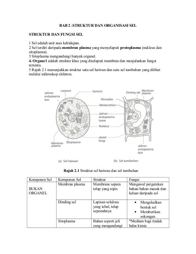 Soalan Struktur Biologi Tingkatan 4 - Malacca s