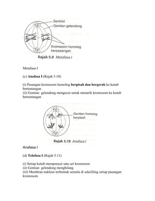 Metafasa I

(c) Anafasa I (Rajah 5.10)

(i) Pasangan kromosom homolog berpisah dan bergerak ke kutub
bertentangan
(ii) Gentian gelendong mengecut untuk menarik kromosom ke kutub
bertentangan




Anafasa I

(d) Telofasa I (Rajah 5.11)

(i) Setiap kutub mempunyai satu set kromosom
(ii) Gentian gelendong menghilang
(iii) Membran nukleus terbentuk semula di sekeliling setiap pasangan
kromosom
 