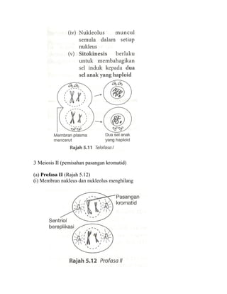 3 Meiosis II (pemisahan pasangan kromatid)

(a) Profasa II (Rajah 5.12)
(i) Membran nukleus dan nukleolus menghilang
 