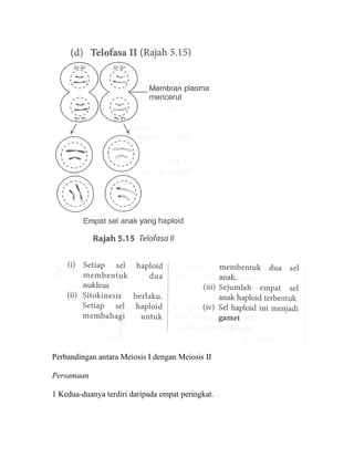 Perbandingan antara Meiosis I dengan Meiosis II

Persamaan

1 Kedua-duanya terdiri daripada empat peringkat.
 