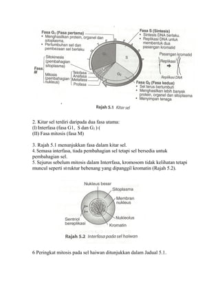 2. Kitar sel terdiri daripada dua fasa utama:
(I) Interfasa (fasa G1, S dan G2 ) (
(II) Fasa mitosis (fasa M)

3. Rajah 5.1 menunjukkan fasa dalam kitar sel.
4. Semasa interfasa, tiada pembahagian sel tetapi sel bersedia untuk
pembahagian sel.
5. Sejurus sebelum mitosis dalam Interrfasa, kromosom tidak kelihatan tetapi
muncul seperti st ruktur bebenang yang dipanggil kromatin (Rajah 5.2).




6 Peringkat mitosis pada sel haiwan ditunjukkan dalam Jadual 5.1.
 