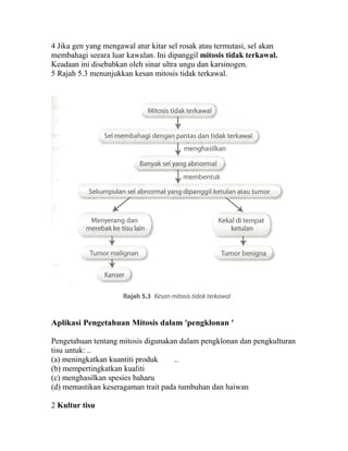 4 Jika gen yang mengawal atur kitar sel rosak atau termutasi, sel akan
membahagi seeara luar kawalan. Ini dipanggil mitosis tidak terkawal.
Keadaan ini disebabkan oleh sinar ultra ungu dan karsinogen.
5 Rajah 5.3 menunjukkan kesan mitosis tidak terkawal.




Aplikasi Pengetahuan Mitosis dalam 'pengklonan '

Pengetahuan tentang mitosis digunakan dalam pengklonan dan pengkulturan
tisu untuk: ..
(a) meningkatkan kuantiti produk    ..
(b) mempertingkatkan kualiti
(c) menghasilkan spesies baharu
(d) memastikan keseragaman trait pada tumbuhan dan haiwan

2 Kultur tisu
 