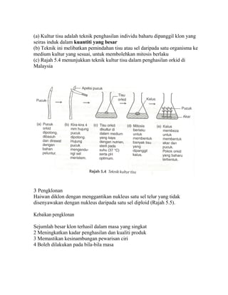 (a) Kultur tisu adalah teknik penghasilan individu baharu dipanggil klon yang
seiras induk dalam kuantiti yang besar
(b) Teknik ini melibatkan pemindahan tisu atau sel daripada satu organisma ke
medium kultur yang sesuai, untuk membolehkan mitosis berlaku
(c) Rajah 5.4 menunjukkan teknik kultur tisu dalam penghasilan orkid di
Malaysia




3 Pengklonan
Haiwan diklon dengan menggantikan nukleus satu sel telur yang tidak
disenyawakan dengan nukleus daripada satu sel diploid (Rajah 5.5).

Kebaikan pengklonan

Sejumlah besar klon terhasil dalam masa yang singkat
2 Meningkatkan kadar penghasilan dan kualiti produk
3 Memastikan kesinambungan pewarisan ciri
4 Boleh dilakukan pada bila-bila masa
 