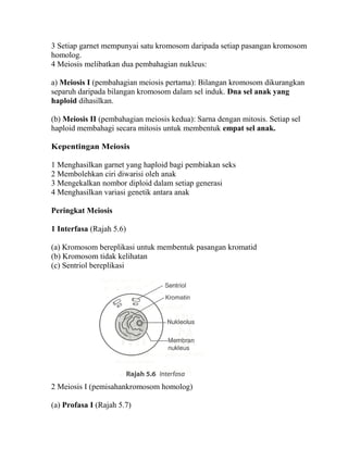 3 Setiap garnet mempunyai satu kromosom daripada setiap pasangan kromosom
homolog.
4 Meiosis melibatkan dua pembahagian nukleus:

a) Meiosis I (pembahagian meiosis pertama): Bilangan kromosom dikurangkan
separuh daripada bilangan kromosom dalam sel induk. Dna sel anak yang
haploid dihasilkan.

(b) Meiosis II (pembahagian meiosis kedua): Sarna dengan mitosis. Setiap sel
haploid membahagi secara mitosis untuk membentuk empat sel anak.

Kepentingan Meiosis

1 Menghasilkan garnet yang haploid bagi pembiakan seks
2 Membolehkan ciri diwarisi oleh anak
3 Mengekalkan nombor diploid dalam setiap generasi
4 Menghasilkan variasi genetik antara anak

Peringkat Meiosis

1 Interfasa (Rajah 5.6)

(a) Kromosom bereplikasi untuk membentuk pasangan kromatid
(b) Kromosom tidak kelihatan
(c) Sentriol bereplikasi




2 Meiosis I (pemisahankromosom homolog)

(a) Profasa I (Rajah 5.7)
 