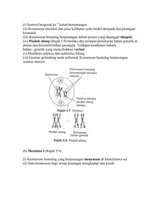 (i) Sentriol bergerak ke " kutub bertentangan
(ii) Kromosom menebal dan jelas kelihatan serta terdiri daripada dua pasangan
kromatid
(iii) Kromosom homolog berpasangan dalam proses yang dipanggil sinapsis
(iv) Pindah silang (Rajah 5.8) berlaku dan terdapat pertukaran bahan genetik di
antara dua kromatid bukan pasangan. Terdapat kombinasi baharu
bahan . genetik yang menyebabkan variasi
(v) Membran nukleus dan nukleolus hilang
(vi) Gentian gelendong mula terbentuk Kromosom homolog berpasangan
semasa mieosis




(b) Metafasa I (Rajah 5.9)

(i) Kromosom homolog yang berpasangan menyusun di khatulistiwa sel
(ii) Satu kromosom bagi setiap pasangan menghadap satu kutub
 