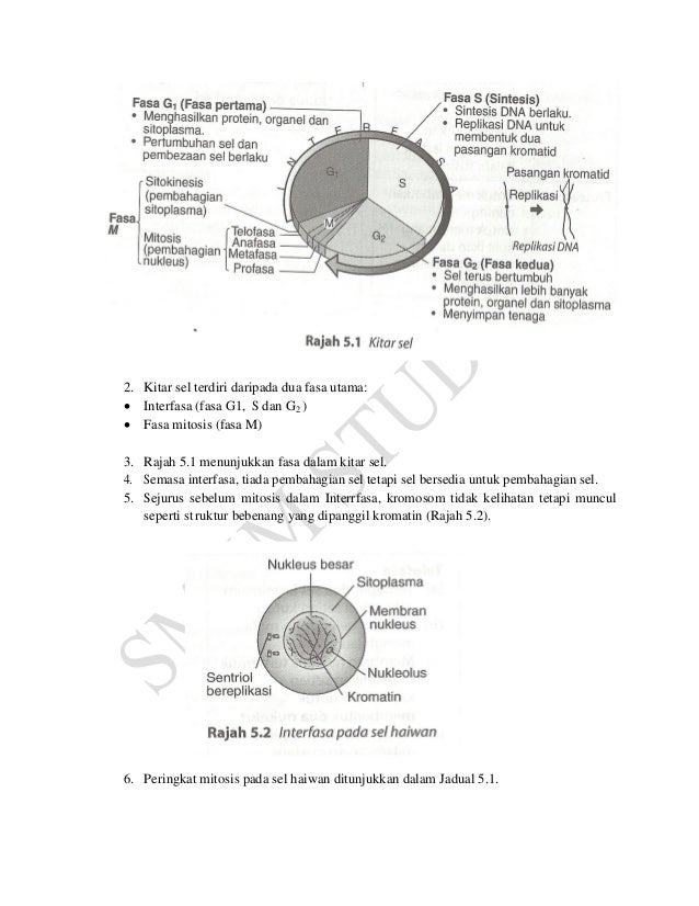 Perbezaan Antara Mitosis Haiwan Dan Tumbuhan Bandingkan Perbezaan Antara Istilah Sejenis Sains 2021