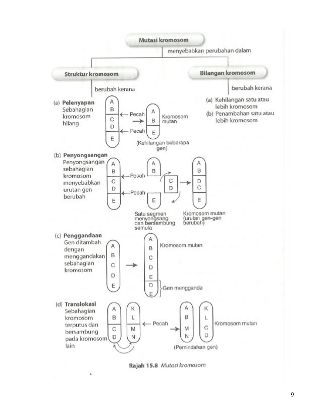 Topik 6 nota variasi bio tg 5