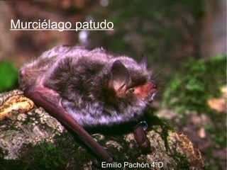 Murciélago patudo Emilio Pachón 4ºD  