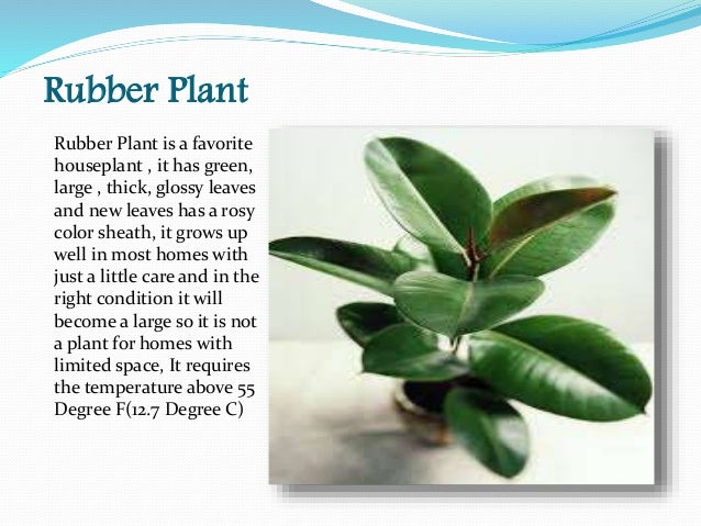 Money Plant Decoration In Home Money Plant Decoration In Home
