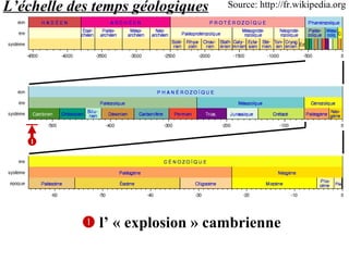 Echelle chrono Source: http://fr.wikipedia.org    l’ « explosion » cambrienne  L’échelle des temps géologiques 