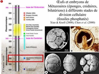 L’explosion cambrienne J. Vannier, inédit  Œufs et embryons de Métazoaires (éponges, cnidaires, bilatériens) à différents stades de division cellulaire (fossiles phosphatés) Xiao & Knoll (2000), Chen  et al . (2000) 