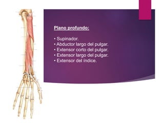 Plano profundo:
• Supinador.
• Abductor largo del pulgar.
• Extensor corto del pulgar.
• Extensor largo del pulgar.
• Extensor del índice.
 