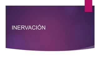 INERVACIÓN
 