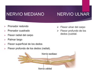 NERVIO MEDIANO
 Pronador redondo
 Pronador cuadrado
 Flexor radial del carpo
 Palmar largo
 Flexor superficial de los dedos
 Flexor profundo de los dedos (radial).
NERVIO ULNAR
 Flexor ulnar del carpo
 Flexor profundo de los
dedos (cubital.
 