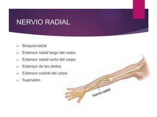 NERVIO RADIAL
 Braquiorradial
 Extensor radial largo del carpo
 Extensor radial corto del carpo
 Extensor de los dedos
 Extensor cubital del carpo
 Supinador.
 