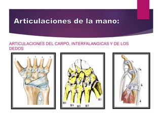 ARTICULACIONES DEL CARPO, INTERFALANGICAS Y DE LOS
DEDOS
 