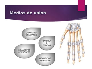 CÁPSULA
S
PROPIAS
LIGAMENTO
S PALMARES
LIGAMENTOS
DORSALES
LIGAMENTOS
INTERÓSEOS
 