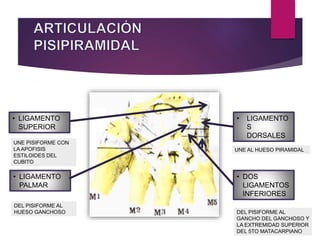• DOS
LIGAMENTOS
INFERIORES
• LIGAMENTO
S
DORSALES
• LIGAMENTO
PALMAR
• LIGAMENTO
SUPERIOR
UNE PISIFORME CON
LA APOFISIS
ESTILOIDES DEL
CUBITO
DEL PISIFORME AL
HUESO GANCHOSO
UNE AL HUESO PIRAMIDAL
DEL PISIFORME AL
GANCHO DEL GANCHOSO Y
LA EXTREMIDAD SUPERIOR
DEL 5TO MATACARPIANO
 