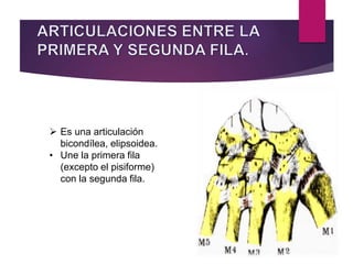  Es una articulación
bicondílea, elipsoidea.
• Une la primera fila
(excepto el pisiforme)
con la segunda fila.
 
