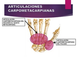 ARTICULACIÓN
CARPOMETACARPIANA
DEL PULGAR.
ARTICULACIÓN
CARPOMETACARPIANA DEL
SEGUNDO AL QUINTO
METACARPIANO.
 