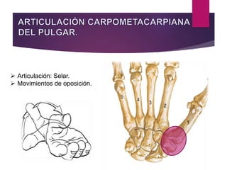  Articulación: Selar.
 Movimientos de oposición.
 