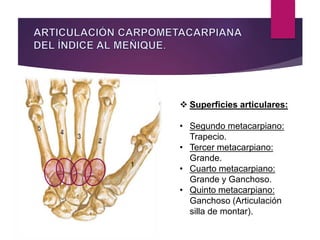  Superficies articulares:
• Segundo metacarpiano:
Trapecio.
• Tercer metacarpiano:
Grande.
• Cuarto metacarpiano:
Grande y Ganchoso.
• Quinto metacarpiano:
Ganchoso (Articulación
silla de montar).
 