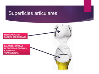 METACARPIANO:
CABEZA REDONDEADA
FALANGE: CAVIDAD
GLENOIDEA CÓNCAVA Y
EJE MAYOR
TRANSVERSAL
Superficies articulares
 