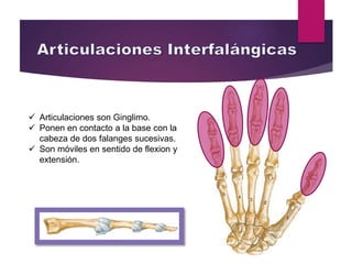  Articulaciones son Ginglimo.
 Ponen en contacto a la base con la
cabeza de dos falanges sucesivas.
 Son móviles en sentido de flexion y
extensión.
 