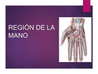 REGIÓN DE LA
MANO
 