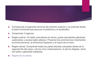  Corresponde al segmento terminal del miembro superior y se extiende desde
el plano horizontal que pasa por el pisiforme y el escafoides.
 Comprende 3 regiones
 Región palmar: Su tejido subcutáneo es denso, posee abundantes glándulas
sudoríparas y escaso tejido adiposo. Presenta tres prominencias importantes:
la eminencia tenar, la eminencia hipotenar y el hueco de la mano.
 Región dorsal: Comprende todas las partes blandas colocadas detrás de la
segunda fila del carpo y de los cinco metacarpianos, la piel es delgada, móvil,
con pelos y glándulas sebáceas.
 Región de los dedos.
 