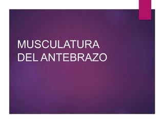 MUSCULATURA
DEL ANTEBRAZO
 