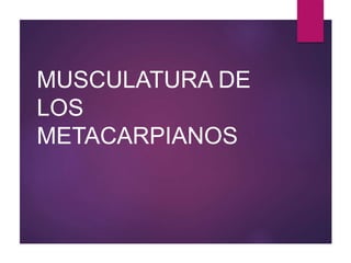 MUSCULATURA DE
LOS
METACARPIANOS
 