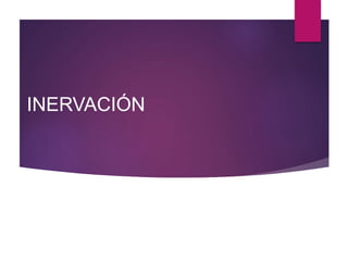 INERVACIÓN
 