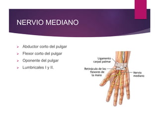 NERVIO MEDIANO
 Abductor corto del pulgar
 Flexor corto del pulgar
 Oponente del pulgar
 Lumbricales I y II.
 