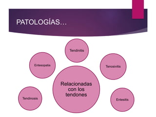 PATOLOGÍAS…
Relacionadas
con los
tendones
Entesitis
Tenosivitis
Tendinitis
Tendinosis
Entesopatia
 