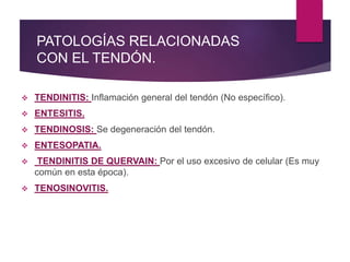 PATOLOGÍAS RELACIONADAS
CON EL TENDÓN.
 TENDINITIS: Inflamación general del tendón (No específico).
 ENTESITIS.
 TENDINOSIS: Se degeneración del tendón.
 ENTESOPATIA.
 TENDINITIS DE QUERVAIN: Por el uso excesivo de celular (Es muy
común en esta época).
 TENOSINOVITIS.
 